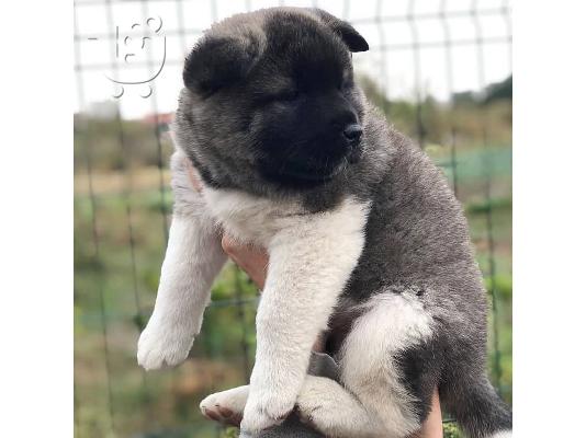 Πωλούνται κουτάβια AKC reg αρσενικά και θηλυκά Akita.